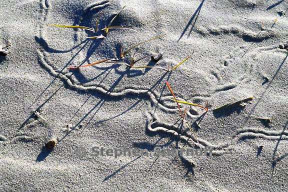 sand tracks 3746 2 graphic